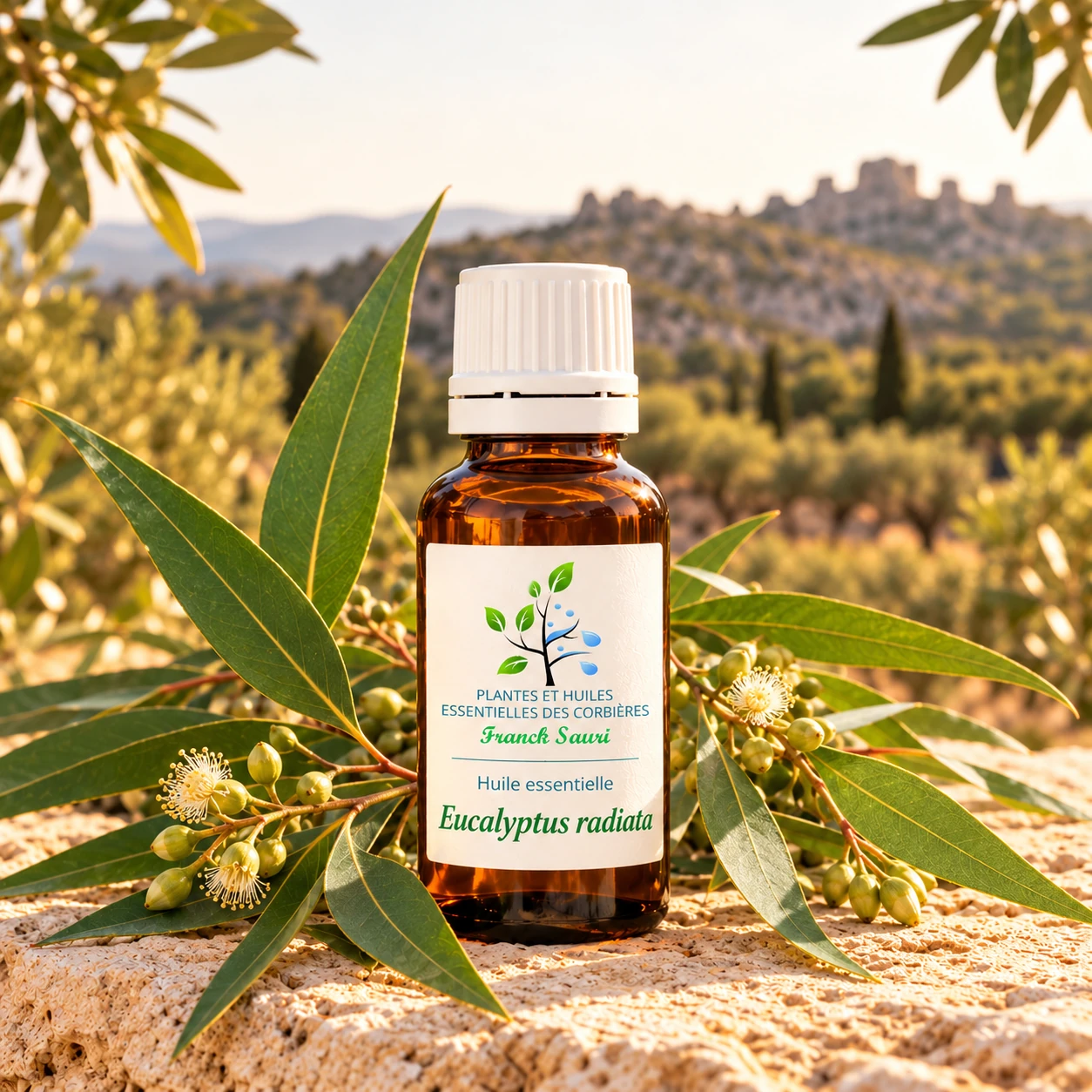 huile essentielle eucalyptus radiata bio avec sa plante associée – Franck Sauri