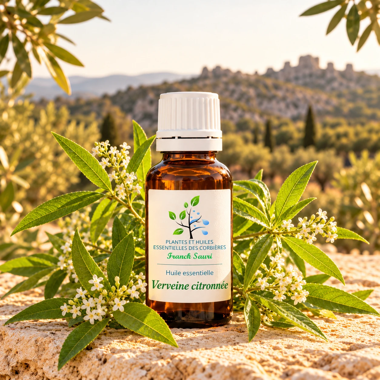 huile essentielle verveine des corbières bio avec sa plante associée – Franck Sauri