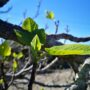 Extrait de bourgeons FIGUIER