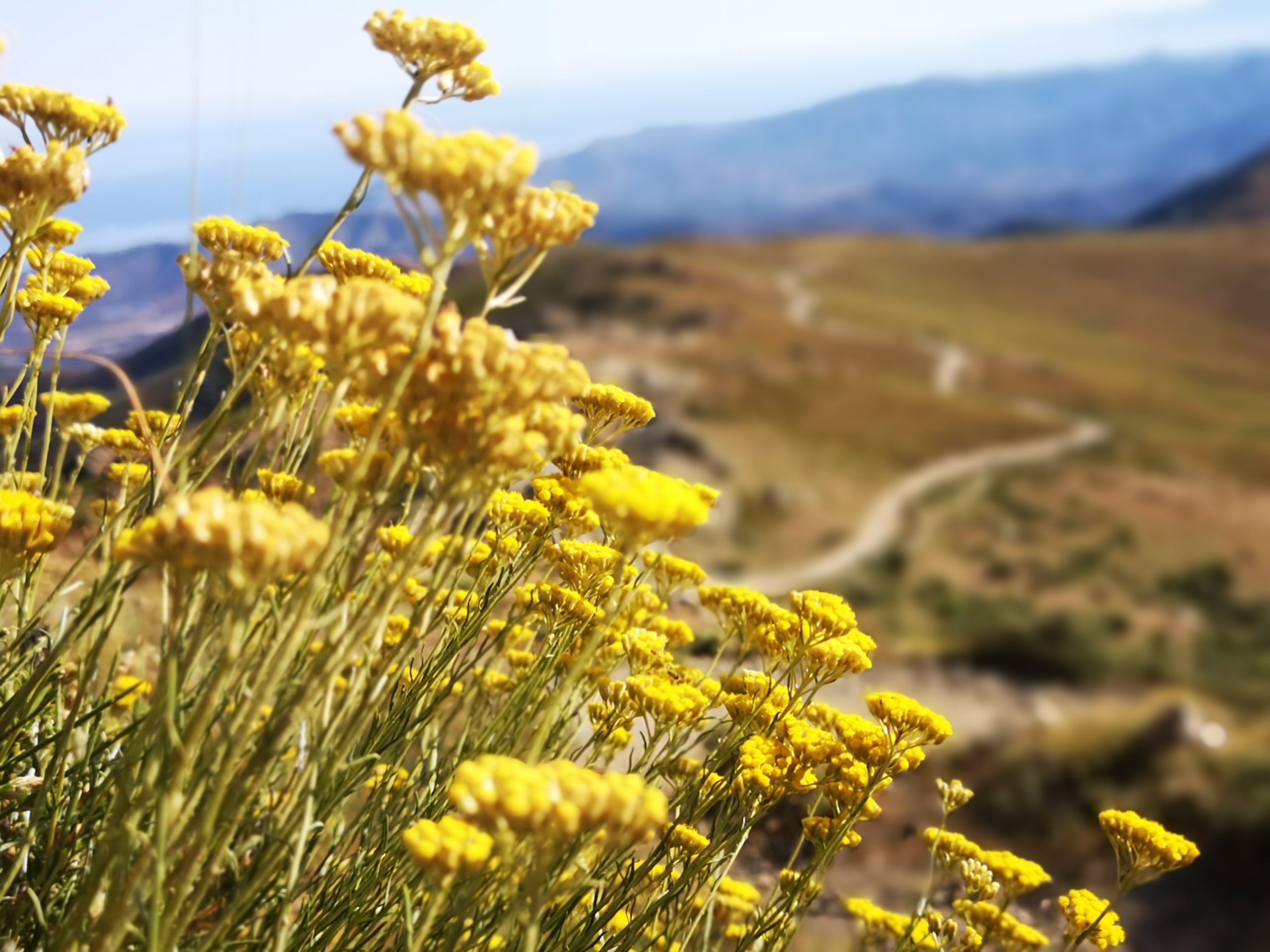 Plantes aromatiques des Corbières