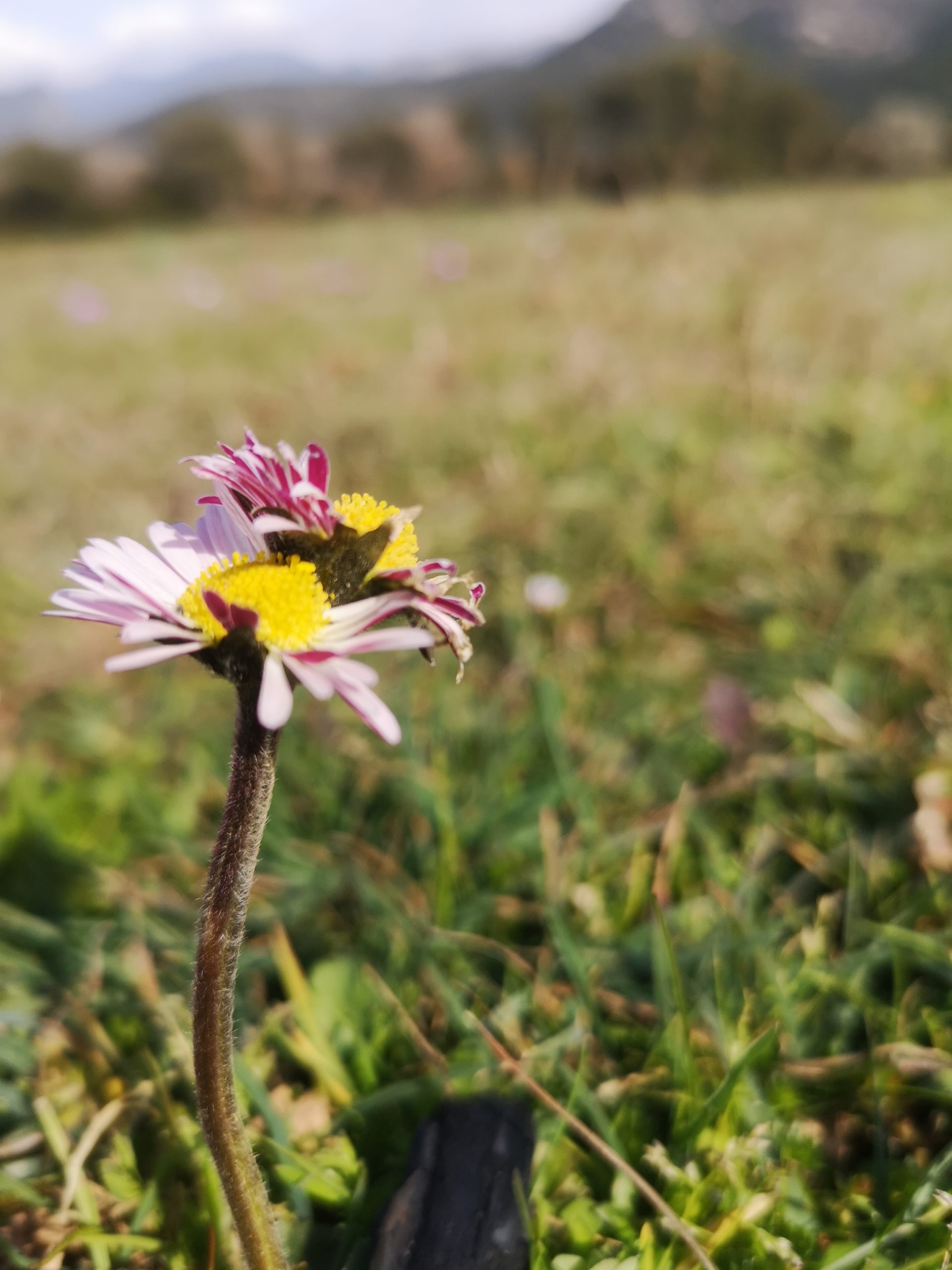 Plantes et aromates des Corbières